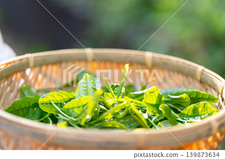 手工採摘茶葉 手工採摘茶葉 139873634
