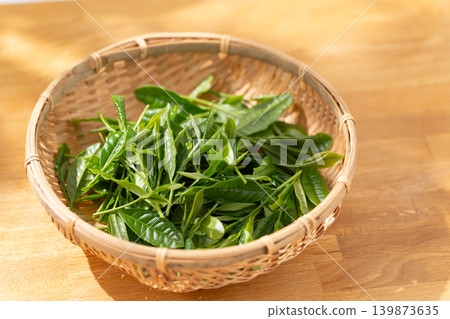 茶葉、芽苗、籃子 茶葉、芽苗、籃子 139873635