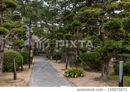 The stone-paved approach to Shoin Shrine in Hagi City, lined with well-maintained pine trees. 139873673