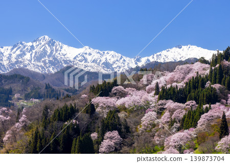 Takafu, Ogawa Village, Kamiminochi District, Nagano Prefecture - Cherry blossoms of Nitanda with Oyamazakura and Edohigan in bloom, and snow still remaining on Mt. Goryu in the Northern Alps Takafu, Ogawa Village, Kamiminochi District, Nagano Prefecture - Cherry blossoms of Nitanda with Oyamazakura and Edohigan in bloom, and snow still remaining on Mt. Goryu in the Northern Alps 139873704