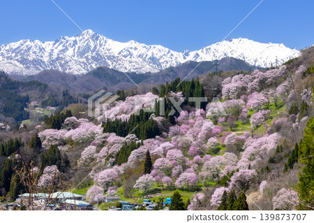 Takafu, Ogawa Village, Kamiminochi District, Nagano Prefecture - Cherry blossoms of Nitanda with Oyamazakura and Edohigan in bloom, and snow still remaining on Mt. Goryu in the Northern Alps Takafu, Ogawa Village, Kamiminochi District, Nagano Prefecture - Cherry blossoms of Nitanda with Oyamazakura and Edohigan in bloom, and snow still remaining on Mt. Goryu in the Northern Alps 139873707
