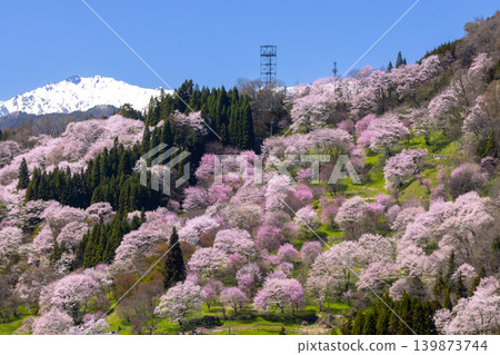 The cherry blossoms of Nitanda, including Oyamazakura and Edohigan cherry trees, blooming in Takafu, Ogawa Village, Kamiminochi District, Nagano Prefecture, and the snow-capped Northern Alps. 139873744