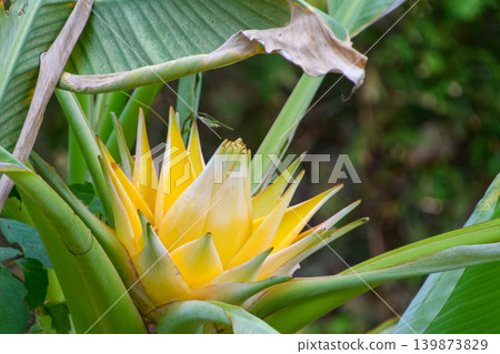 金盞花在熱帶植物園中絢麗綻放。 139873829