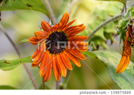 A rare variety of red sunflower with a beautiful, sophisticated color. A rare variety of red sunflower with a beautiful, sophisticated color. 139873889