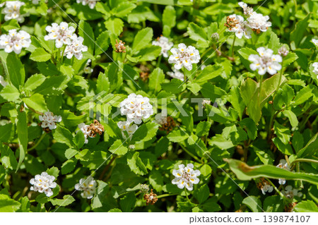 細小的白色匍匐百里香花鋪滿綠色的地毯。 139874107