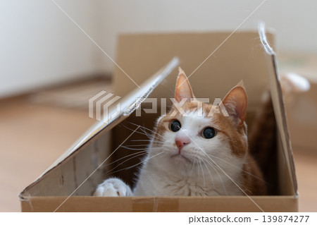 Cat in a cardboard box, brown tabby and white Cat in a cardboard box, brown tabby and white 139874277