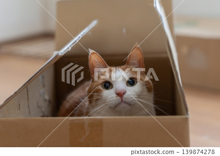 紙箱裡的貓棕色虎斑白色 紙箱裡的貓棕色虎斑白色 139874278