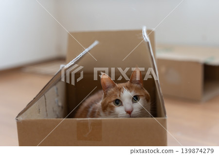 Cat in a cardboard box, brown tabby and white Cat in a cardboard box, brown tabby and white 139874279