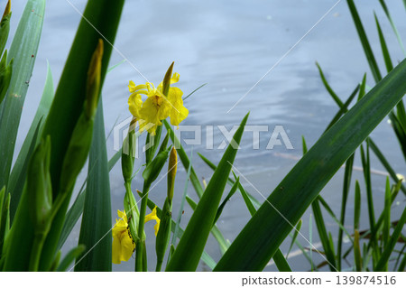 Yellow iris flowers and green reeds near the water Yellow iris flowers and green reeds near the water 139874516
