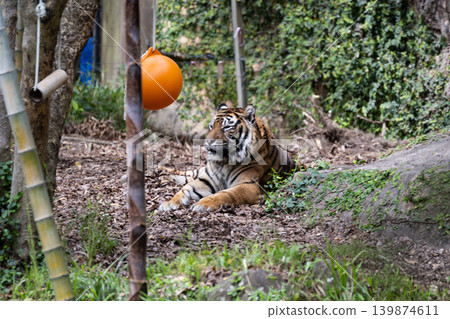 Sumatran tiger 3 139874611