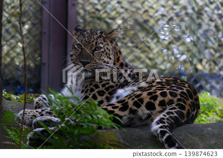 Amur leopard 3 Amur leopard 3 139874623