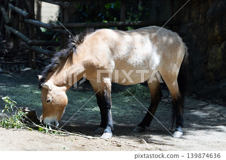 Przewalski's horse 1 Przewalski's horse 1 139874636