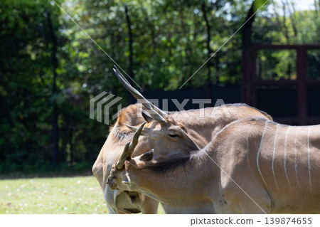 Eland 1 Eland 1 139874655