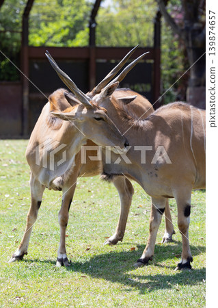 Eland 3 Eland 3 139874657