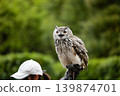Snowy Owl 1 139874701