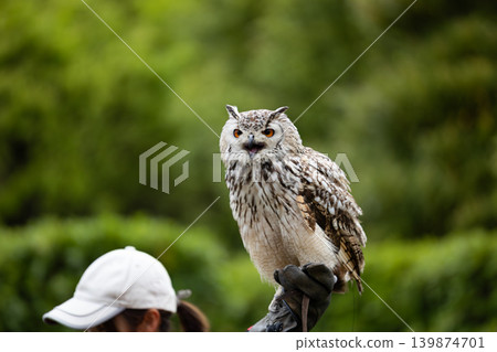Snowy Owl 1 Snowy Owl 1 139874701