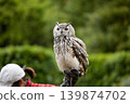 Snowy Owl 2 139874702