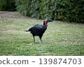 Southern Ground Hornbill 4 139874703