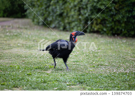 Southern Ground Hornbill 4 Southern Ground Hornbill 4 139874703