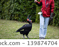 Southern Ground Hornbill 3 139874704