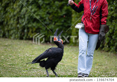 Southern Ground Hornbill 3 Southern Ground Hornbill 3 139874704