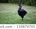 Southern Ground Hornbill 2 139874705