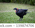Southern Ground Hornbill 1 139874706