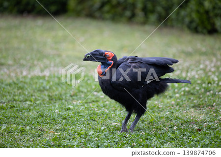 南方地犀鳥 1 南方地犀鳥 1 139874706