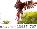 Beni Macaws 1 139874707