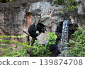 Japanese black bear 3 139874708