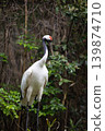 Japanese crane 1 139874710