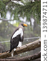 Steller's sea eagle 1 139874711
