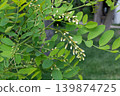 Black locust tree branches with white flower buds in spring 139874725