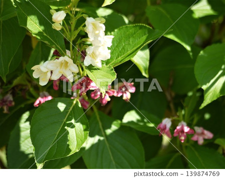 Flower of hakonnettsugi 139874769