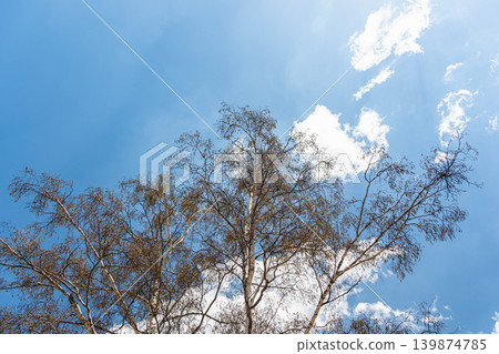 Birch trees and seeds before budding, standing out against the blue sky. Birch trees and seeds before budding, standing out against the blue sky. 139874785