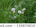 Dandelion seed heads in green grass 139874810