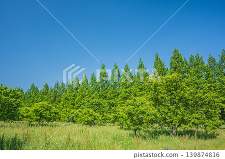 Metasequoia tree-lined avenue, chestnut orchard, a tourist attraction in the Okubiwako area, Makino-cho, Takashima City, Shiga Prefecture 139874816