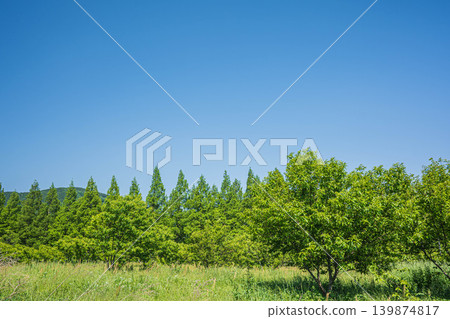 Metasequoia tree-lined avenue, chestnut orchard, a tourist attraction in the Okubiwako area, Makino-cho, Takashima City, Shiga Prefecture 139874817