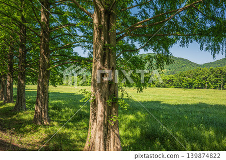 Metasequoia tree-lined avenue, a tourist attraction in the Okubiwako area, Makino-cho, Takashima City, Shiga Prefecture Metasequoia tree-lined avenue, a tourist attraction in the Okubiwako area, Makino-cho, Takashima City, Shiga Prefecture 139874822