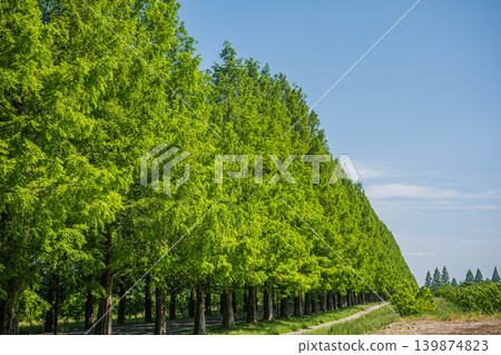 Metasequoia tree-lined avenue, a tourist attraction in the Okubiwako area, Makino-cho, Takashima City, Shiga Prefecture 139874823