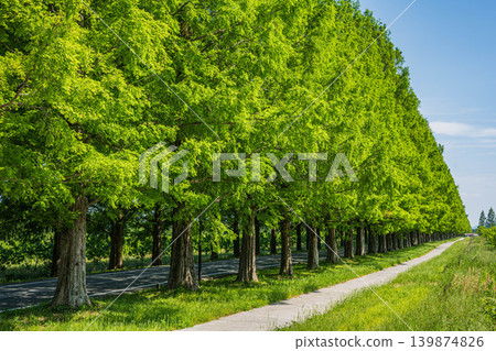 Metasequoia tree-lined avenue, a tourist attraction in the Okubiwako area, Makino-cho, Takashima City, Shiga Prefecture Metasequoia tree-lined avenue, a tourist attraction in the Okubiwako area, Makino-cho, Takashima City, Shiga Prefecture 139874826