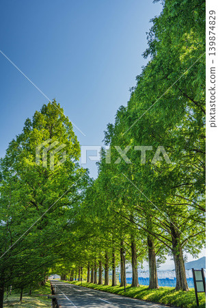 Metasequoia tree-lined avenue, a tourist attraction in the Okubiwako area, Makino-cho, Takashima City, Shiga Prefecture 139874829
