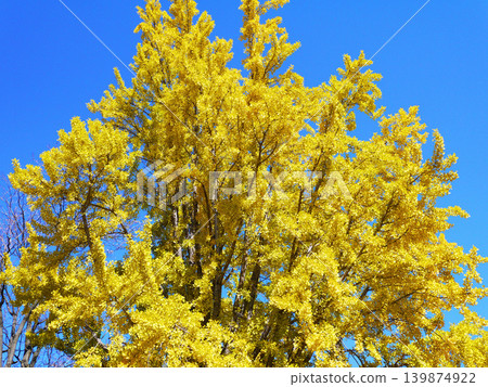 Ginkgo trees in Ueda Castle Park Ginkgo trees in Ueda Castle Park 139874922
