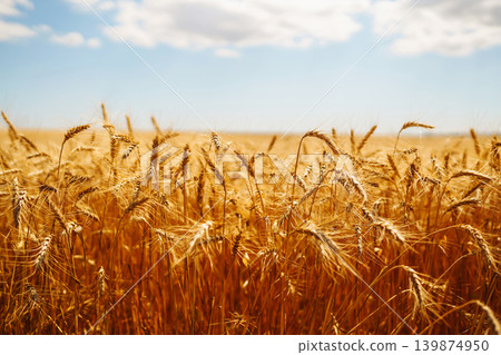 Ripening golden wheat in sunlight with blue cloudy sky. Rich harvest. Agricultural farm. Ripening golden wheat in sunlight with blue cloudy sky. Rich harvest. Agricultural farm. 139874950