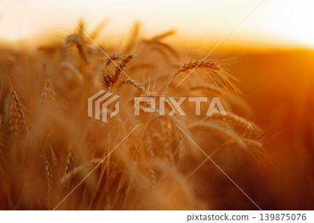 Golden wheat field at sunset with sunlight casting tones on crops, creating beautiful view of nature 139875076