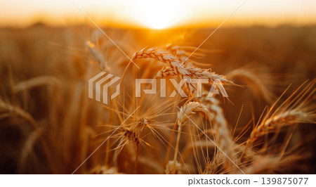 Golden wheat field at sunset with sunlight casting tones on crops, creating beautiful view of nature Golden wheat field at sunset with sunlight casting tones on crops, creating beautiful view of nature 139875077