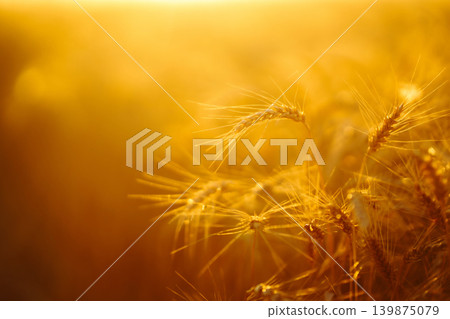 Golden wheat field at sunset with sunlight casting tones on crops, creating beautiful view of nature 139875079