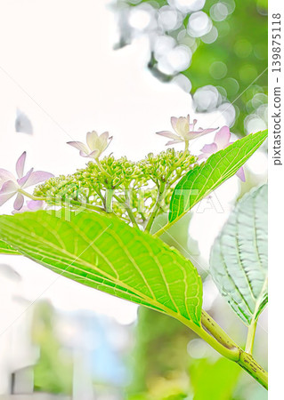雨後美麗的紫紅色繡球花 雨後美麗的紫紅色繡球花 139875118