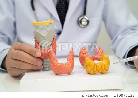 Hyperthyroidism, Overactive Thyroid, Thyroid Lymphoma, Asian doctor with thyroid gland human anatomy model in hospital. Hyperthyroidism, Overactive Thyroid, Thyroid Lymphoma, Asian doctor with thyroid gland human anatomy model in hospital. 139875125