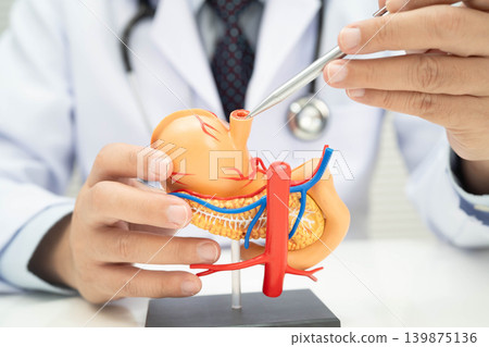 Pancreatitis, pancreatic cancer, Asian doctor with pancreas, gallbladder and bile duct human anatomy model at hospital. Pancreatitis, pancreatic cancer, Asian doctor with pancreas, gallbladder and bile duct human anatomy model at hospital. 139875136